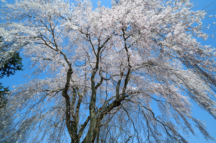 ❤️高品質　形良く　✳影山入り　ヒマラヤ　422g 極みの逸品　 クラスター シグマ SIGMA 17mm F4 DG DN | Contemporary + 50mm F2 DG DN